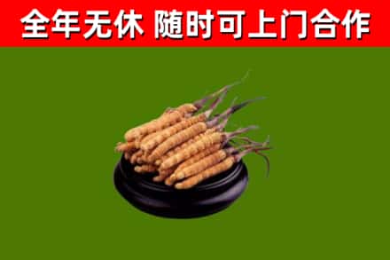 禄丰烟酒回收冬虫夏草.jpg
